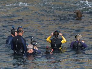 Berburu Momen Bersama Singa Laut di Teluk La Jolla