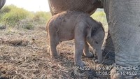 Kado Membahagiakan! Gajah Sumatra Lahir di Padang Sugihan Pas HUT ke-81 RI