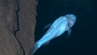 Penemuan Ikan Iblis di Sebuah Gua, Tak Punya Mata dan Moncong yang Aneh