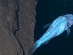 Penemuan Ikan Iblis di Sebuah Gua, Tak Punya Mata dan Moncong yang Aneh