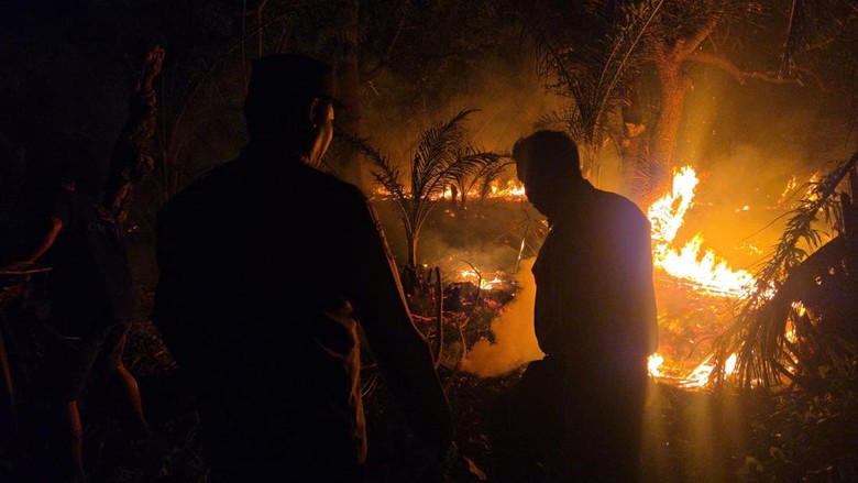 1 Hektare Kebun Kelapa Hibrida dan Sawit di Pinrang Ludes Terbakar