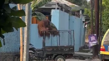 Kronologi Orang Utan Lepas dari Safari Solo, Masuk Rumah Makan, Gegerkan Warga