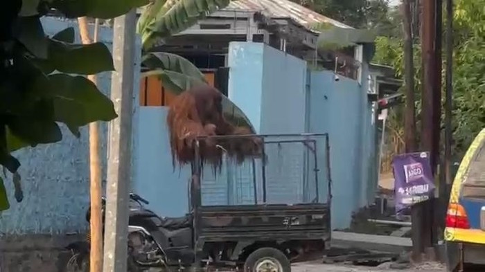 Solo Safari Pastikan Orang Utan yang Lepas dan Masuk Jalan Raya Sudah Diamankan