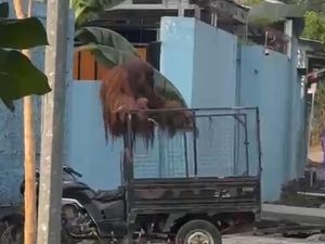 Orang Utan Kalimantan di Solo Safari Lepas ke Jalan Raya, Rusak Motor Parkir