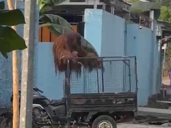 Orang Utan Solo Safari Lepas, Berkeliaran di Jalan Raya hingga Warung Makan