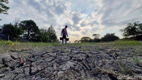 Ratusan Waduk dan Irigiasi di Gresik Mengering