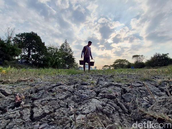 Ratusan Waduk dan Irigiasi di Gresik Mengering