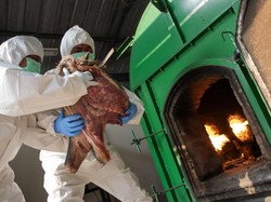 3 Ton Daging Celeng Ilegal Dimusnahkan di Merak