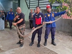 Viral Aksi Camat Bagelen Purworejo Evakuasi King Kobra 3 Meter di Rumah Warga