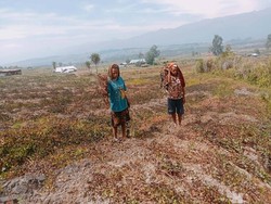 Hujan Es Terjang 3 Distrik di Lanny Jaya Bikin Petani Gagal Panen