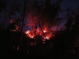 Kebakaran Hanguskan Hutan Pinus di Malino Gowa