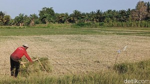 Kekeringan Meluas Jadi 111,5 Hektare, Petani di Jembrana Dihantui Gagal Panen
