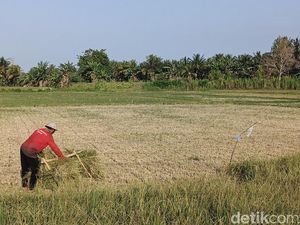 Kekeringan Meluas Jadi 111,5 Hektare, Petani di Jembrana Dihantui Gagal Panen