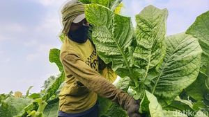 Musim Kemarau Bawa Berkah Petani Tembakau Lumajang