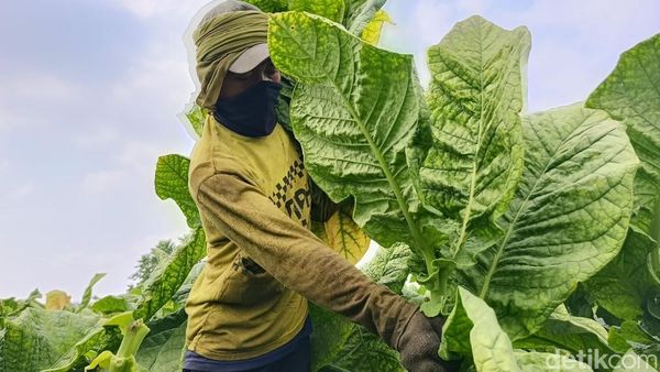 Musim Kemarau Bawa Berkah Petani Tembakau Lumajang