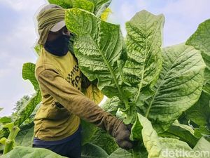 Musim Kemarau Bawa Berkah Petani Tembakau Lumajang