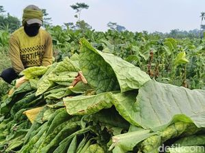 Petani Tembakau Lumajang Ketiban Berkah Kemarau, Untung Rp 30 Juta/Ha