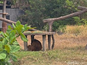 Evakuasi Didi Orang Utan yang Lepas, Keeper Solo Safari Pakai Sumpit Bius