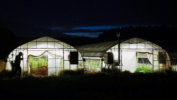 Panas Ekstrem, Petani Jepang Ubah Jam Kerja Jadi Malam