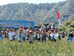 Kementan Gelontorkan Rp 55,6 M untuk Perkuat Produksi Bawang Putih di Sembalun