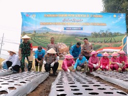 Upaya Sederhana Melawan Ketergantungan Bawang Impor dari Cisarua