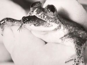 Katak Beranak Lewat Mulut yang Punah, Mau Dihidupkan Lagi