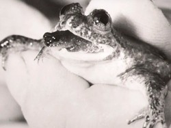 Katak Beranak Lewat Mulut yang Punah, Mau Dihidupkan Lagi