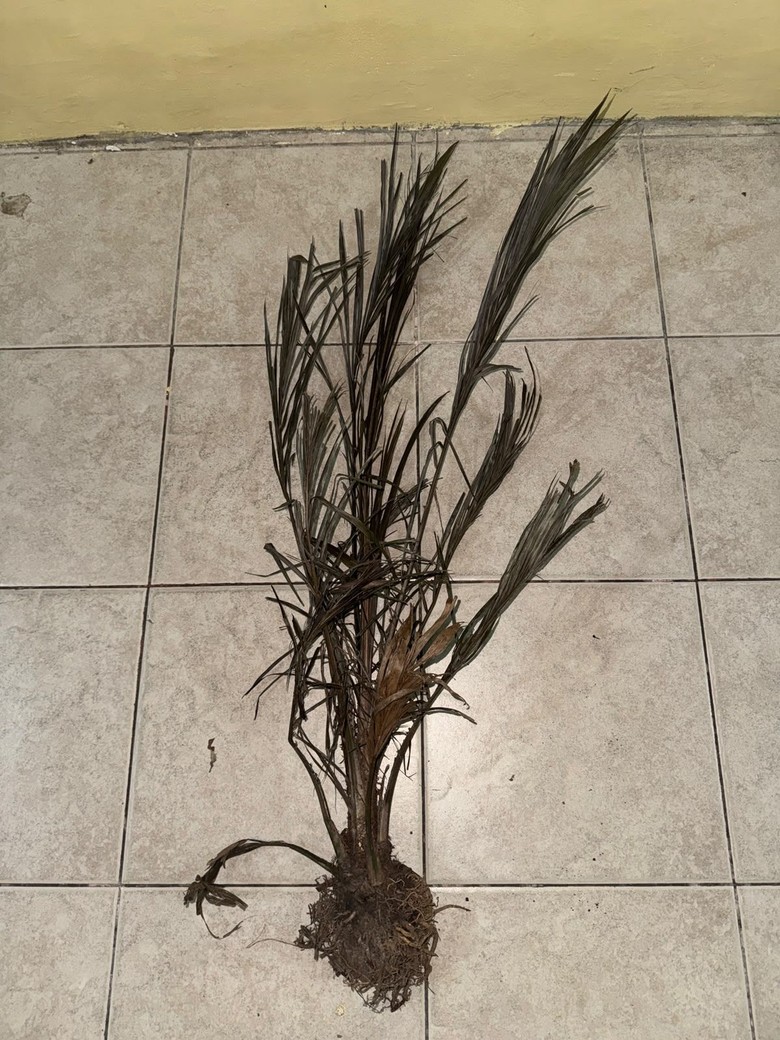2 Orang Jadi Tersangka Kasus Pembakaran Lahan di Bengkalis, Langsung Ditahan