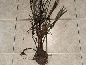 2 Orang Jadi Tersangka Kasus Pembakaran Lahan di Bengkalis, Langsung Ditahan