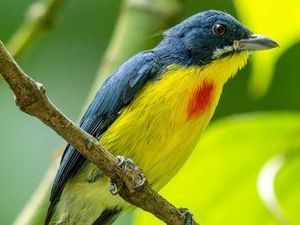 Pentis Pelangi, Si Mungil dengan Dada Bercorak Merah di Hutan Kalimantan