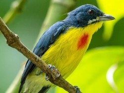 Pentis Pelangi, Si Mungil dengan Dada Bercorak Merah di Hutan Kalimantan