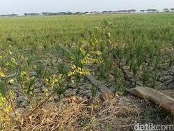 Indramayu Kunci 92 Ribu Hektare Lahan Pertanian Abadi