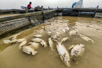 Kemarau Picu Ribuan Ikan Keramba Mati di Sungai Batanghari