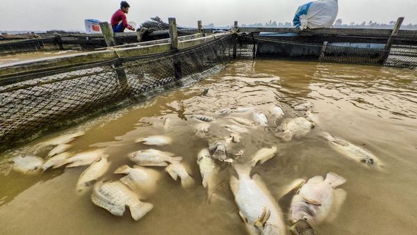 Kemarau Picu Ribuan Ikan Keramba Mati di Sungai Batanghari