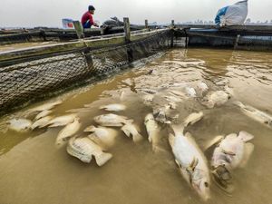 Kemarau Picu Ribuan Ikan Keramba Mati di Sungai Batanghari