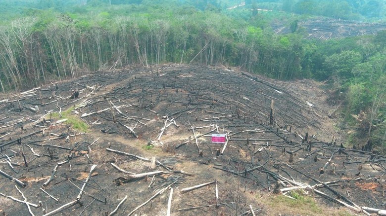 Kemenhut Periksa 4 Perusahaan di Kalbar, Cek Kesiapan Hadapi Karhutla