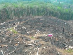 Anggota DPRD Kalbar Desak TMC Atasi Kabut Asap: Jangan Salahkan Peladang!