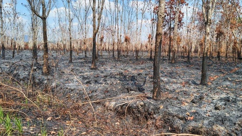 LHK Kalbar Dorong Buka Lahan Tanpa Dibakar, Kearifan Lokal Jadi Tantangan