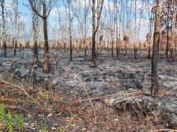LHK Kalbar Dorong Buka Lahan Tanpa Dibakar, Kearifan Lokal Jadi Tantangan