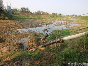 Sungai Silugonggo Asat, Ribuan Hektare Sawah di Pati Terancam Gagal Panen