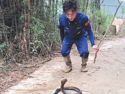 Tangkap 20 Ular Sehari Pakai Tangan Kosong, Pria Ini Jadi Pahlawan