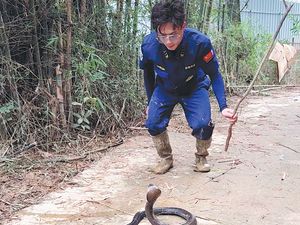 Tangkap 20 Ular Sehari Pakai Tangan Kosong, Pria Ini Jadi Pahlawan