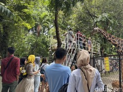 Tiket Masuk KBS Cuma Rp 11 Ribu Khusus Hari Jadi ke-110, Simak Tanggalnya