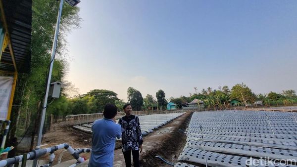 Potret Pertanian Canggih Pakai AI di Pleret Bantul