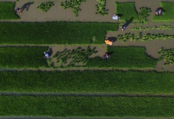 Hamparan Sawah Baru di Sulawesi Barat Mulai Digarap