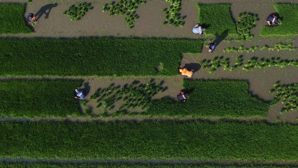 Hamparan Sawah Baru di Sulawesi Barat Mulai Digarap