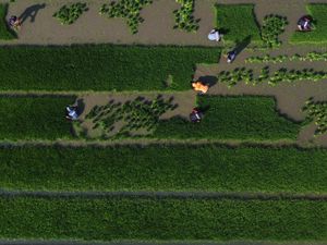 Hamparan Sawah Baru di Sulawesi Barat Mulai Digarap