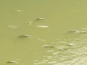 Viral Ikan-ikan Mabuk di Cisadane, Begini Penjelasan DLH Kota Tangerang