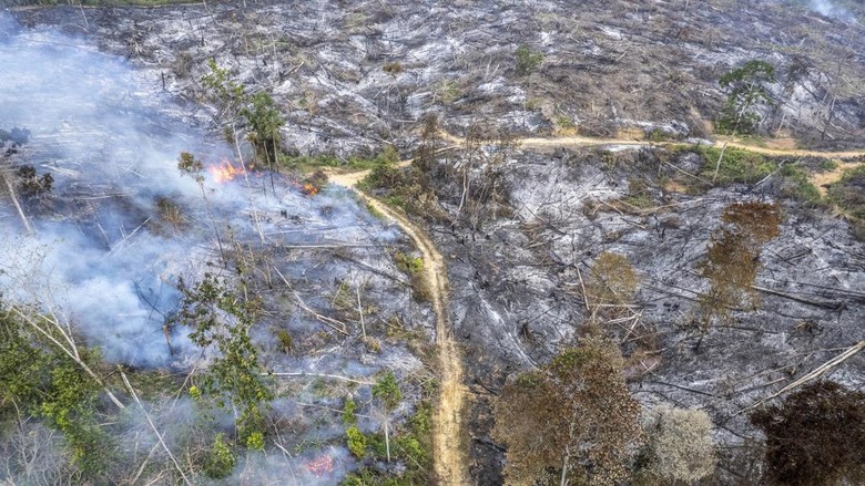 Sejarah Karhutla Jambi 20 Tahun Terakhir, 2015-2019 Jadi Bencana Asap Terburuk