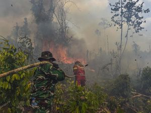 3 Cara Cek Hotspot Karhutla dari HP, Bisa Pantau Titik Panas